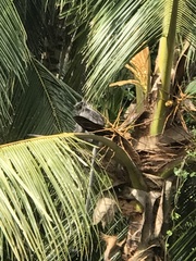 Trachypithecus cristatus