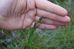 Arthropodium strictum