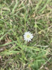 Hypochaeris albiflora