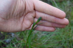 Arthropodium strictum