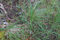 Arthropodium strictum