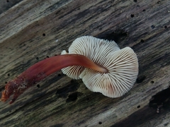 Collybia eucalyptorum