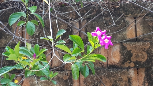 Image of Bignonia magnifica by (c) Ong Jyh Seng, some rights reserved (CC BY-SA)