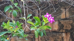 Cryptostegia madagascariensis