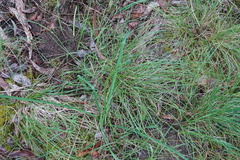 Arthropodium strictum