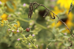 Calligrapha serpentina