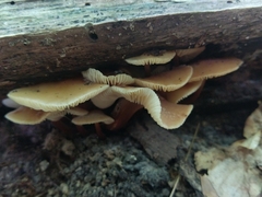 Collybia eucalyptorum