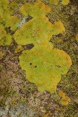 Coenogonium implexum