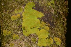 Coenogonium implexum