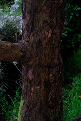 Eucalyptus viminalis pryoriana