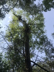 Diatenopteryx sorbifolia