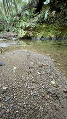 Cervus nippon nippon