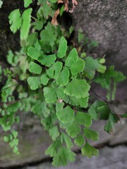 Adiantum capillus-veneris