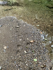 Cervus nippon nippon