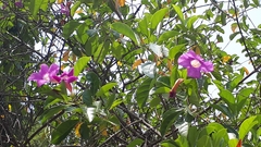 Cryptostegia madagascariensis