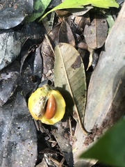 Chrysophyllum gonocarpum