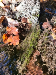 Fontinalis novae-angliae