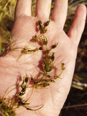 Charophyta