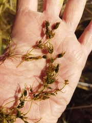 Charophyta