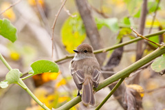 Myiarchus magnirostris