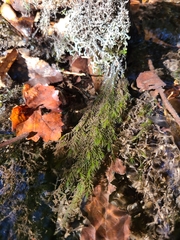 Fontinalis novae-angliae