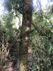 Chrysophyllum gonocarpum