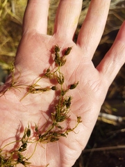 Charophyta