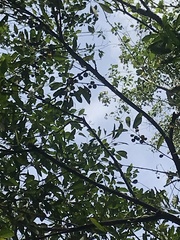 Chrysophyllum gonocarpum