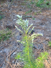 Eupatorium leptophyllum