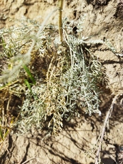 Artemisia nitrosa