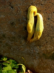 Elisolimax flavescens