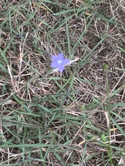 Wahlenbergia stricta