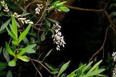 Leucopogon australis
