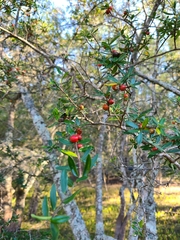 Ilex myrtifolia