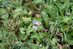 Geranium molle