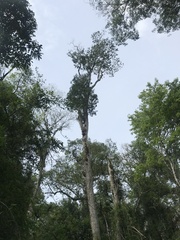 Myrocarpus frondosus