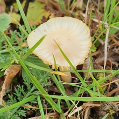 Cuphophyllus