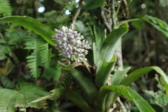 Aechmea mexicana