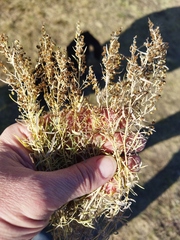 Artemisia dracunculus glauca