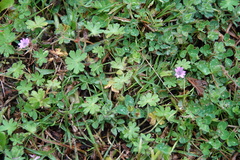 Geranium molle