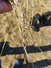Artemisia dracunculus glauca