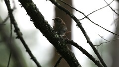 Troglodytes hiemalis