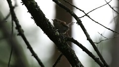 Troglodytes hiemalis