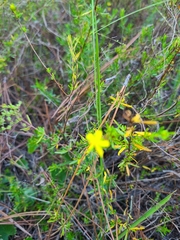 Hypericum brachyphyllum