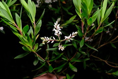 Leucopogon australis