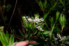 Leucopogon australis