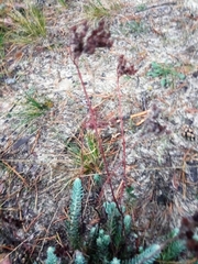 Petrosedum rupestre