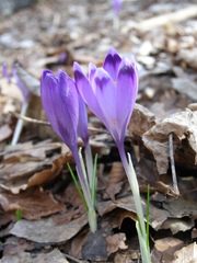 Crocus heuffelianus