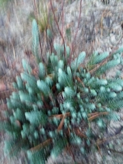 Petrosedum rupestre