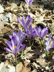 Crocus heuffelianus